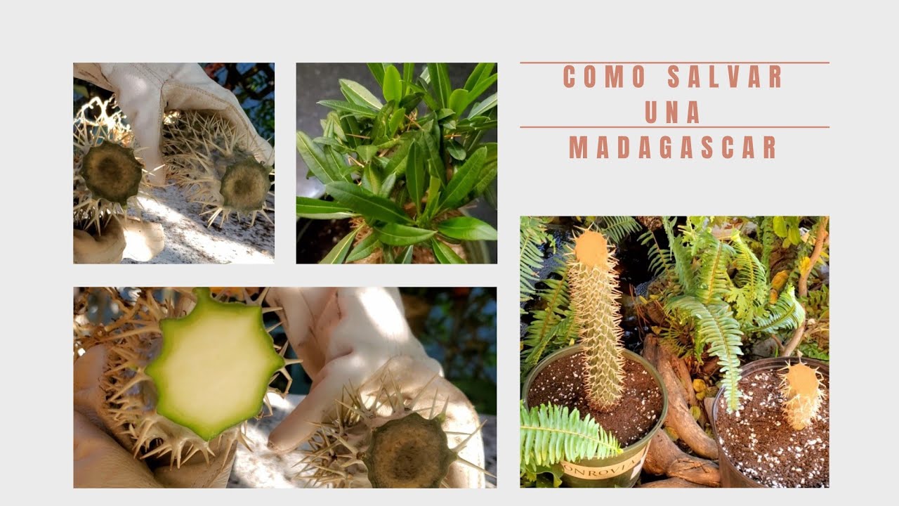 Como rescatar un Madagascar (Pachypodium  Lamerei) #retomiplantarescatada