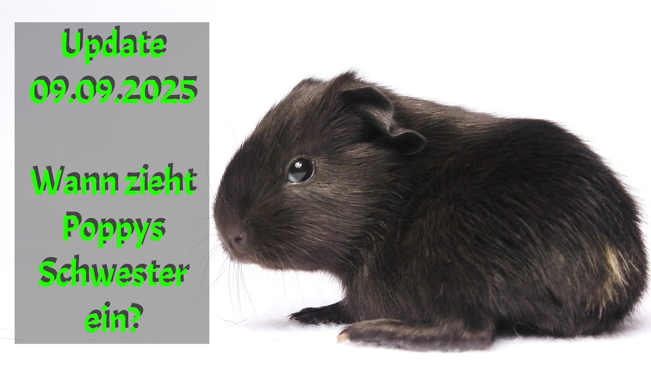 ReUpload - Update 09.09.2025 Meerschweinchen, Poppys Trächtigkeit und die weitere Woche