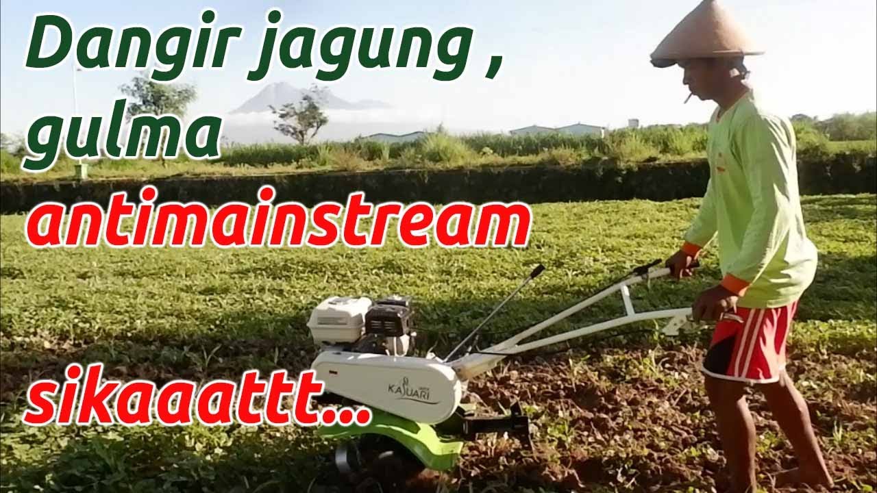 dangir jagung penuh gulma dengan cultivator quick kasuari