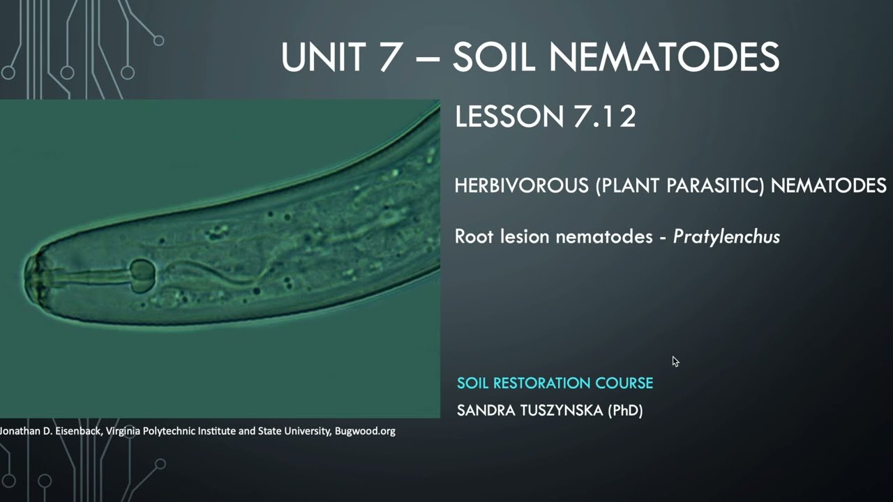 Lesson 7.12 - Root lesion nematode - Pratylenchus
