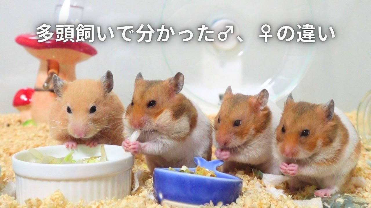 【必見】ハムスター多頭飼いして分かったオス・メスの違い