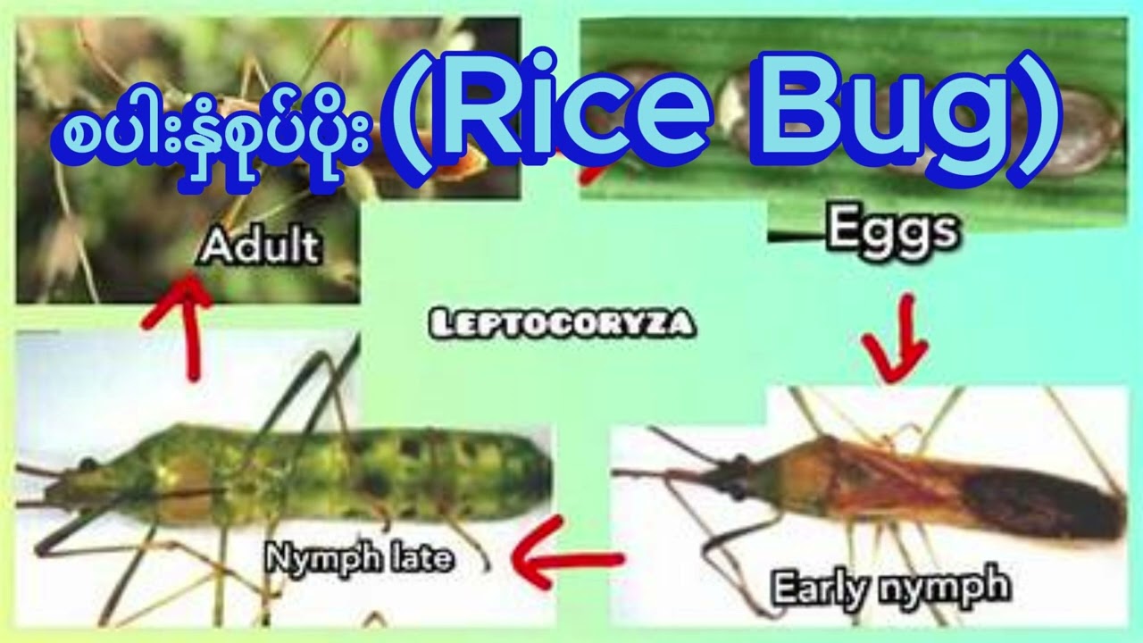 စပါးနှံစုပ်ပိုး Rice Bug