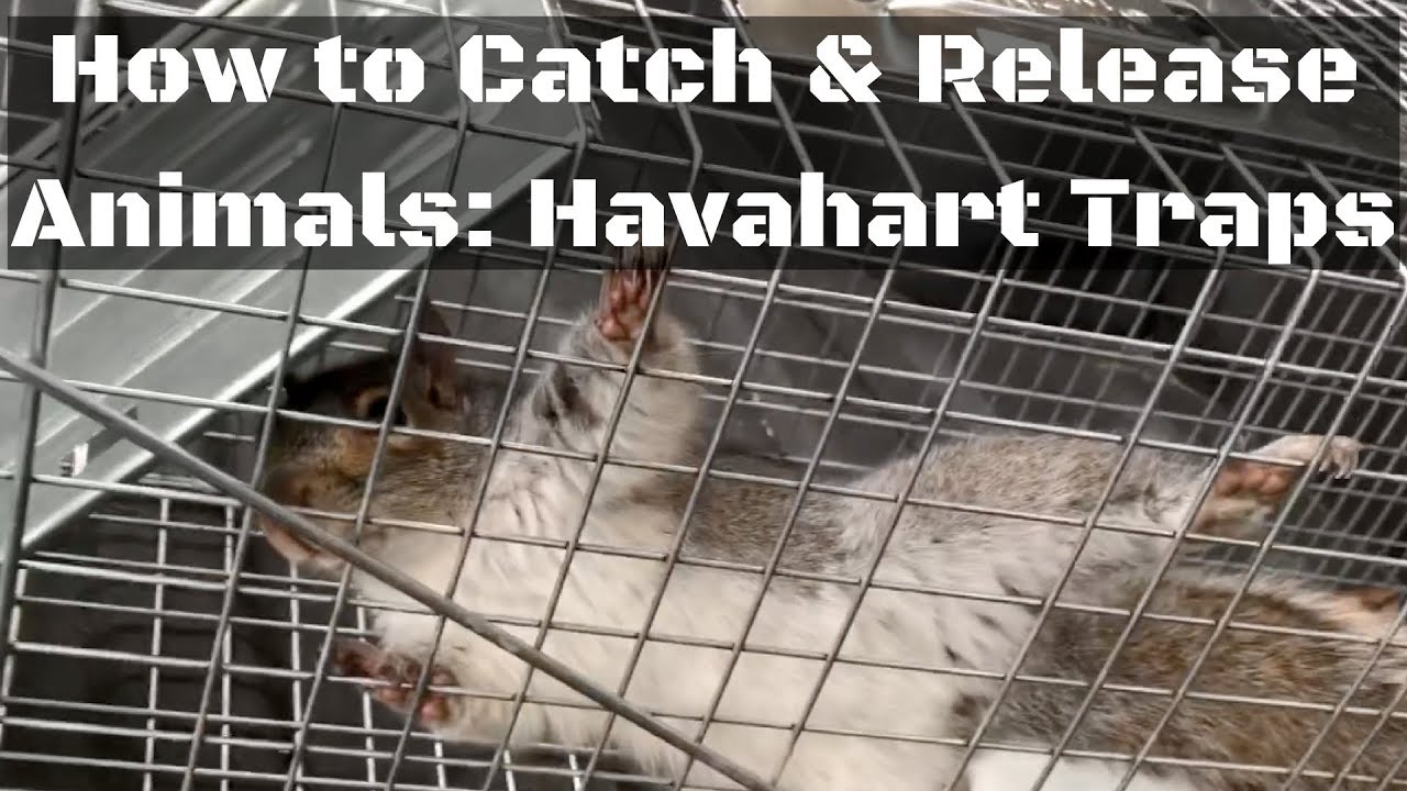 Как ловить и выпускать животных с помощью ловушек Havahart