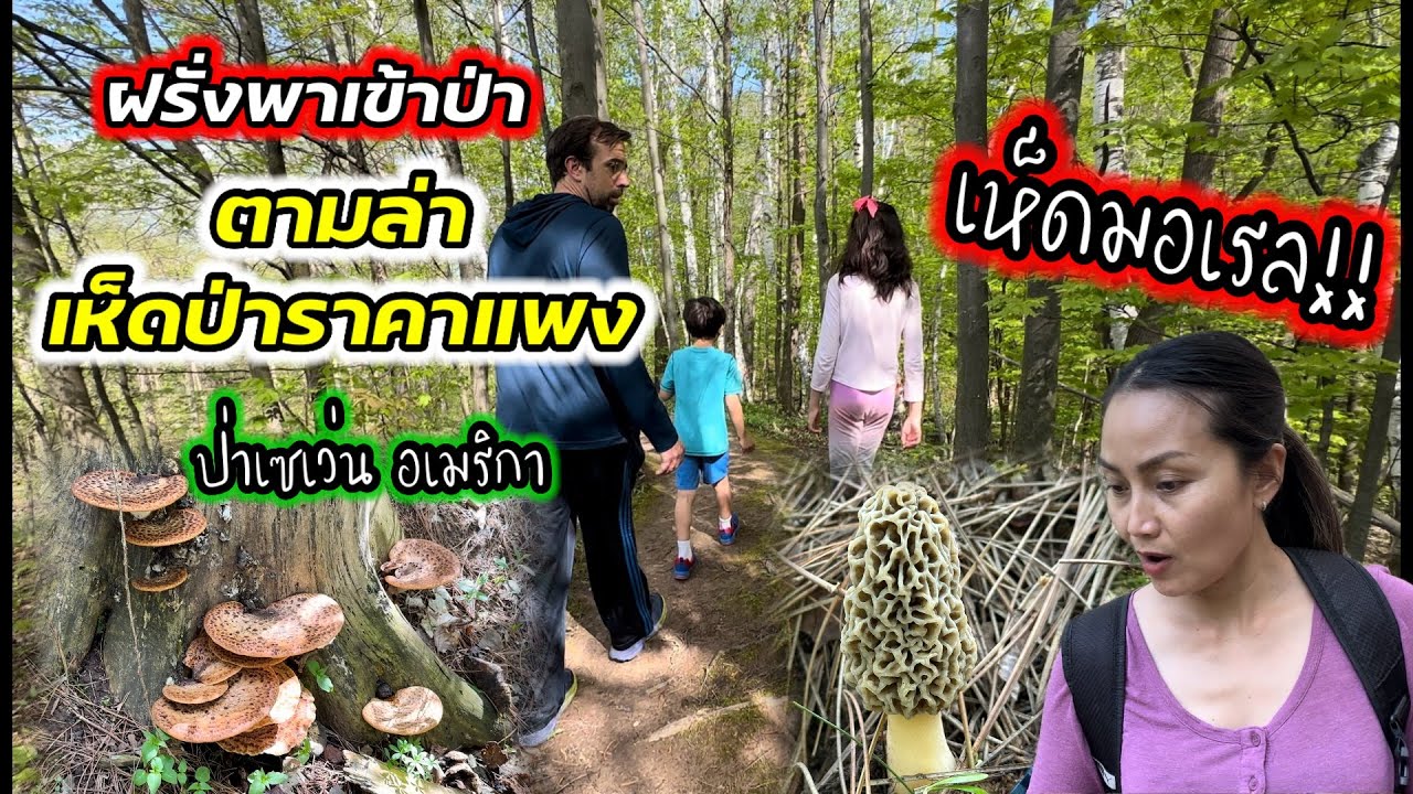 V366 หาเก็บเห็ดมอเรลป่าเซเว่น ทำมื้อเย็นสุดอร่อย Morel hunting and cooking, Wi-USA