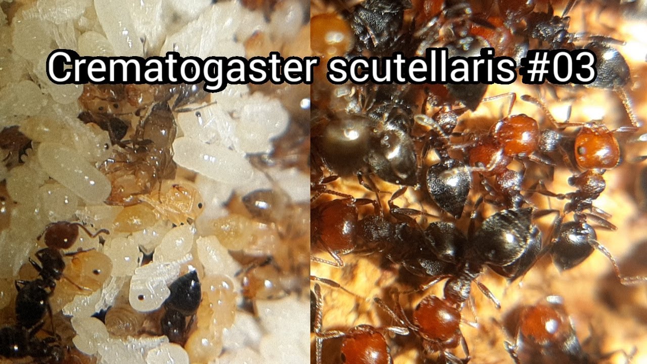 Crematogaster scutellaris: Rasante Entwicklung zu 1000 workern