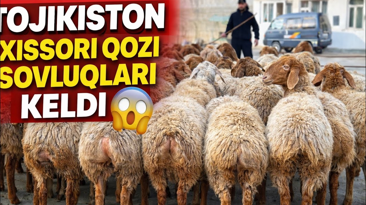 👉 TOJIKISTONDAN ELITA XISSORI QOZILAR KELDI 😱 NARXLARI SHOKDA!