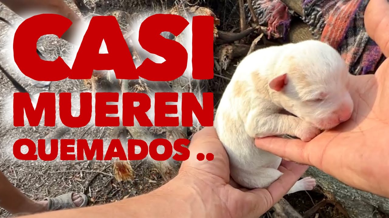 Casi los quemaban vivos. Uff.... Mamá y cachorros abandonados en la calle..