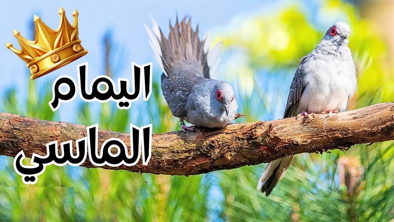 المعلومات الاساسيه عن اليمام الماسي أو الحمام الملكي