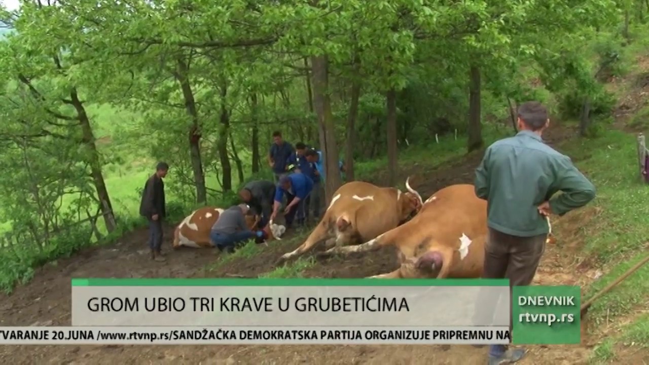 Grom ubio tri krave u domaćinstvu Popovića u Grubetićima