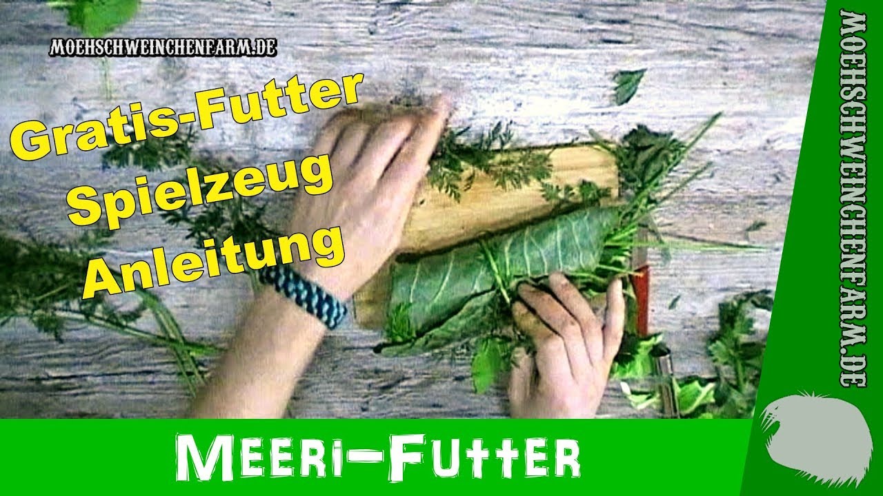 DIY Anleitung Gratis Futter Spielzeug - #Meerschweinchen