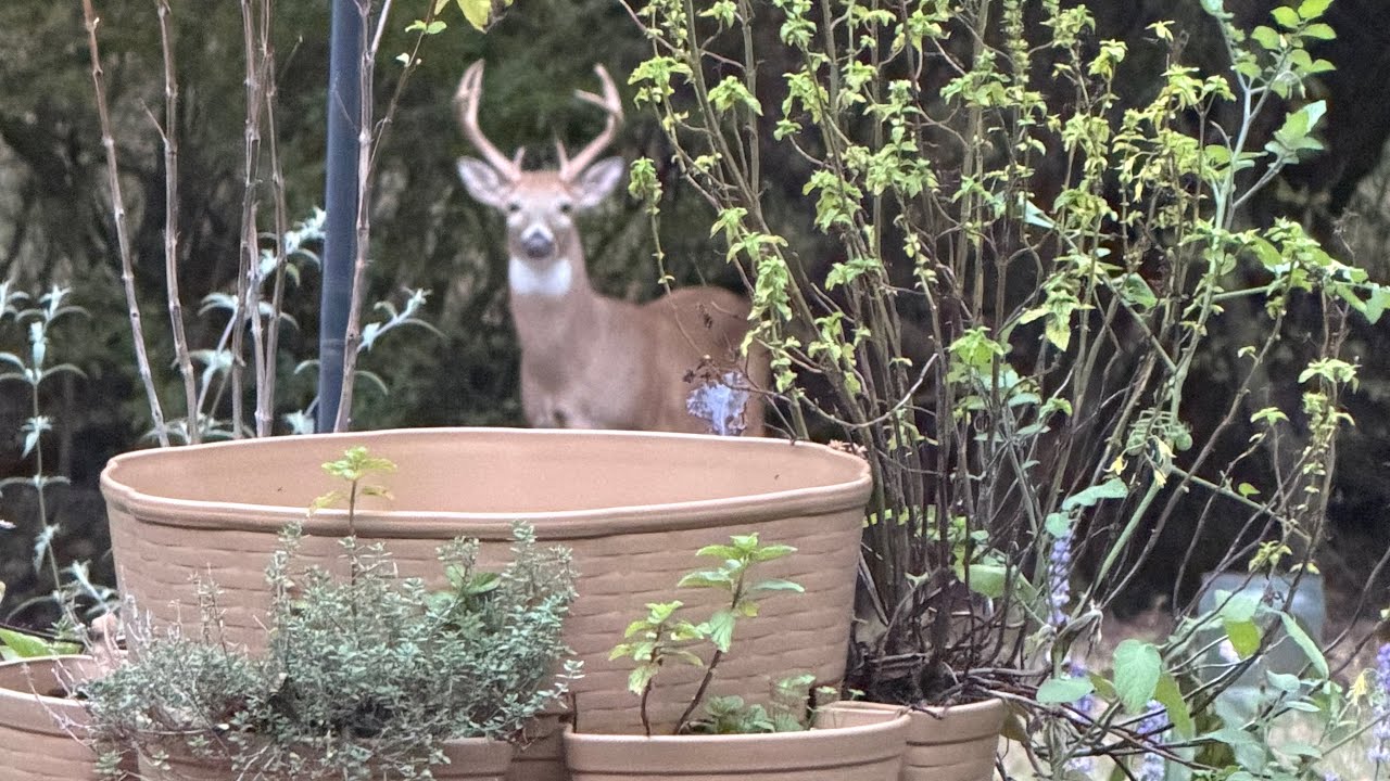 Ruttin Ain’t Easy! I Need A Friend 11/2/25 #bucks #buckdeer #nature 