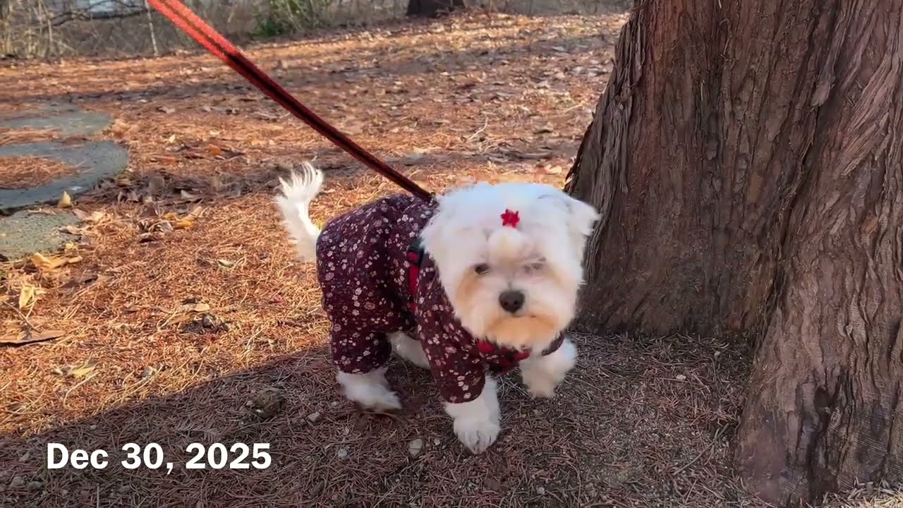 Walk Log 251230 말티즈 몽 산책 기록