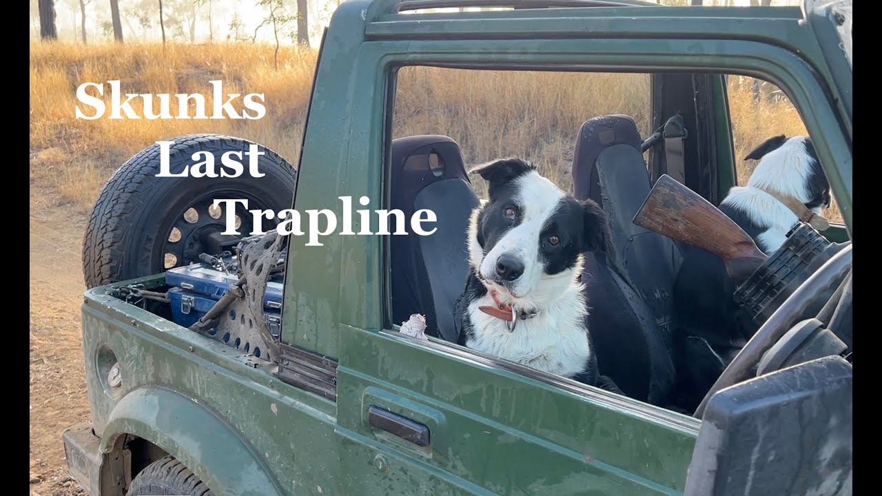 Skunks last Trapline  Part 1