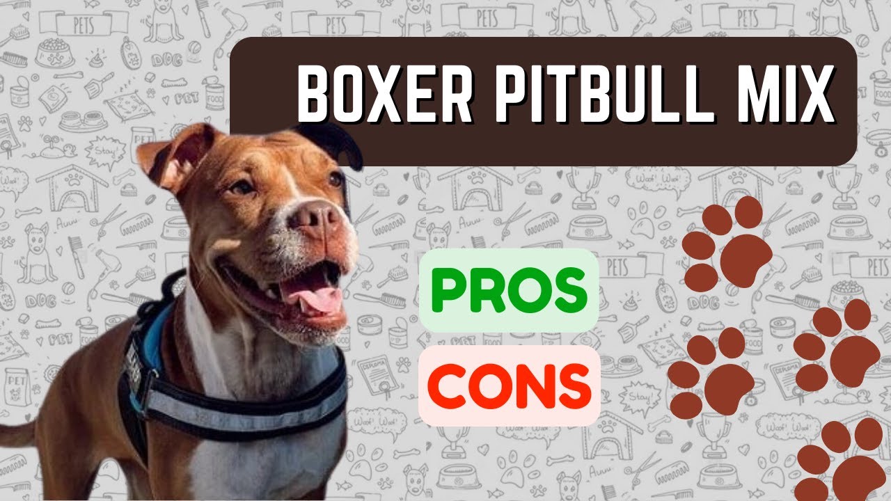 Boxer Pitbull Mix: ПЛЮСЫ И МИНУСЫ Bullboxer Pit!!!