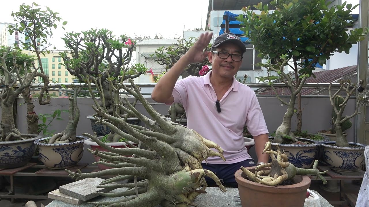 SANG CHẬU TỈA RỄ SỨ VÀO THỜI ĐIỂM NÀO THÍCH HỢP NHẤT ?