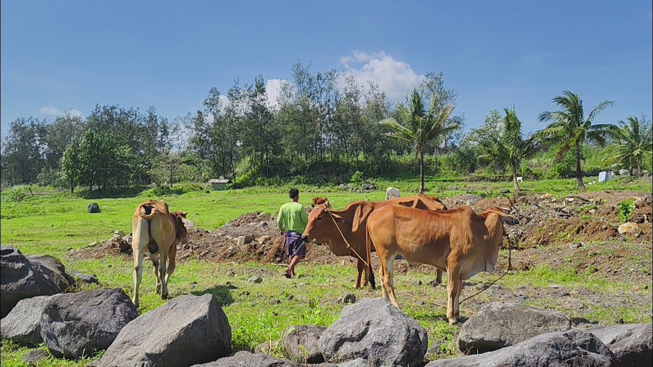 Hindi lang mga tao, kundi pati mga hayop ay inililikas palayo sa 6kms PDZ ng bulkang Mayon sa Albay