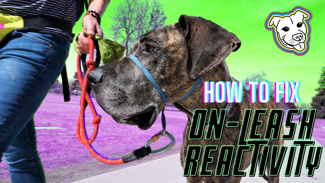 Jake's 1st On Leash Reactivity Class | Private Dog Training Lessons