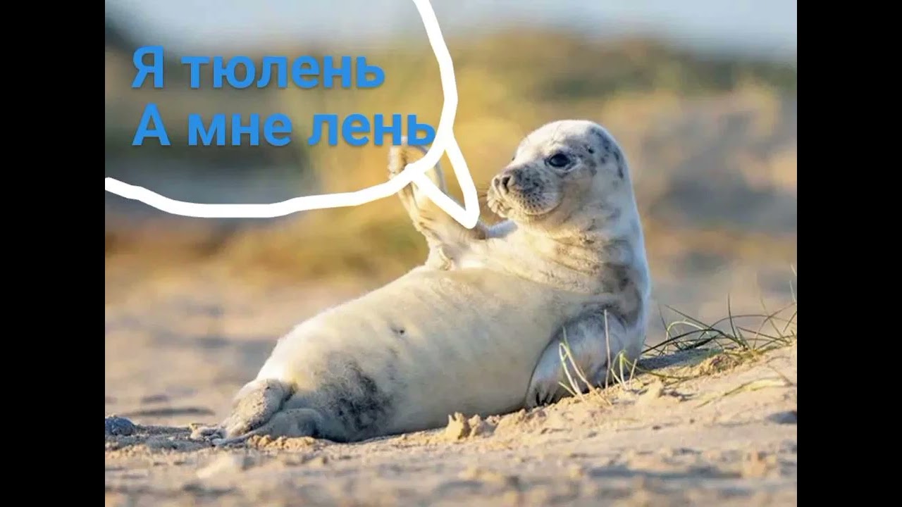 когда тюлень ленив.