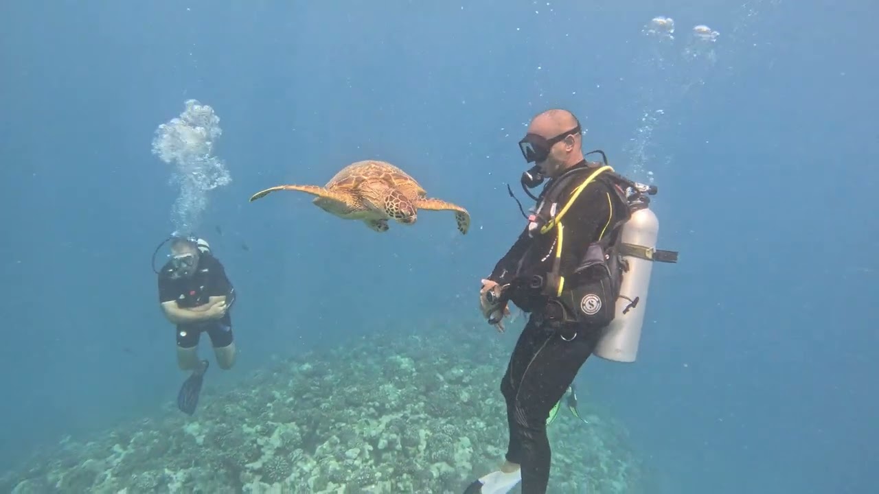 Plongées   Séjour Moorea du 2 au 6 janvier 2026