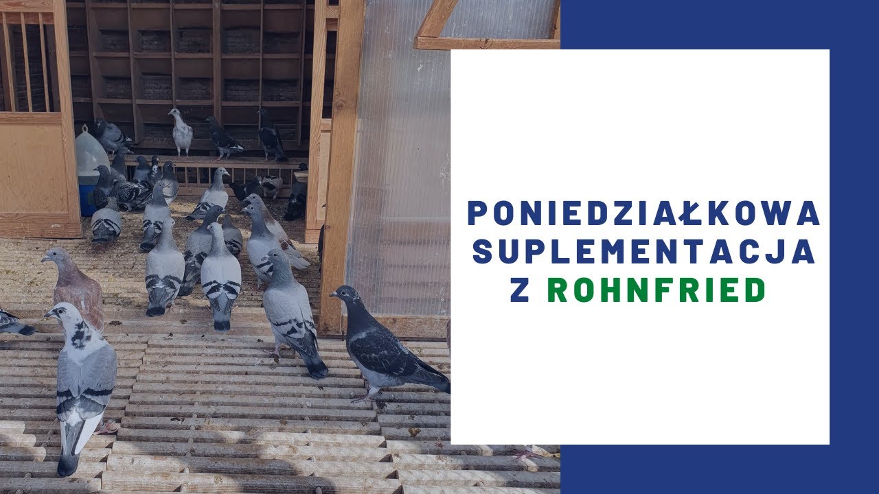 Poniedziałkowa suplementacja z Rohnfried - Morel Team