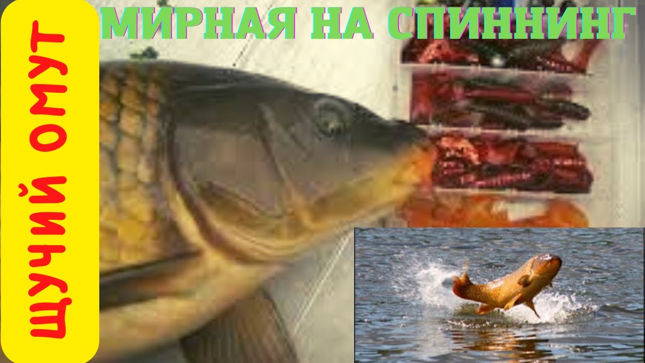 ЛОВЛЯ КАРПА НА СПИННИНГ СИЛИКОНОВОЙ ПРИМАНКОЙ