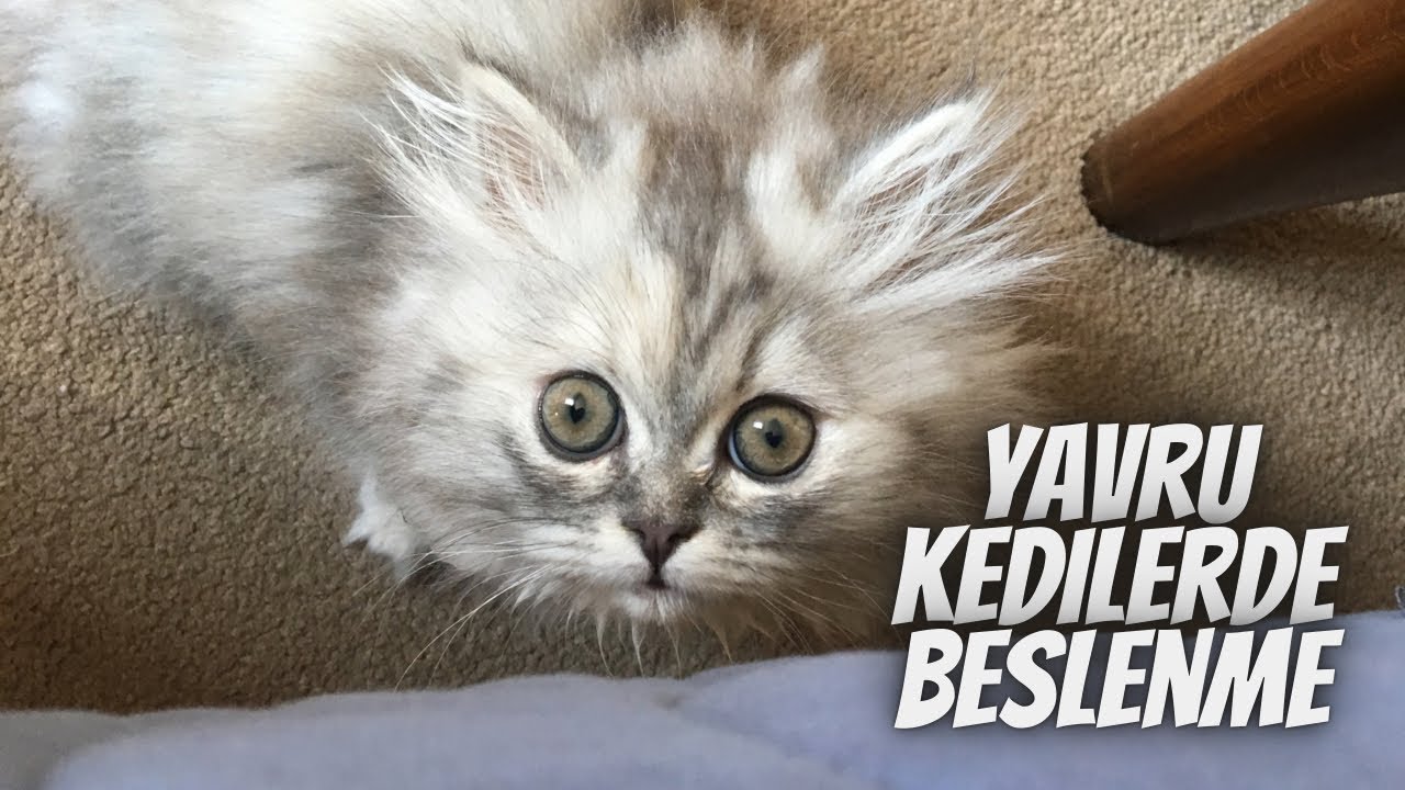 Yavru kedinizi doğru beslemek için bilmeniz gereken her şey! Nasıl sağlıklı büyütebiliriz 🐾
