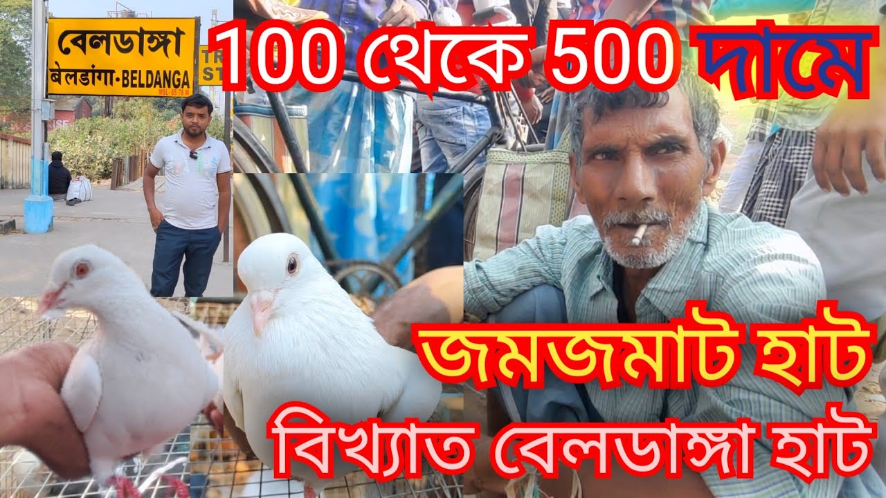 বেলডাঙ্গা বিখ্যাত হাট।Beldanga hat murshidabad।Beldanga Pigeon markat।2025