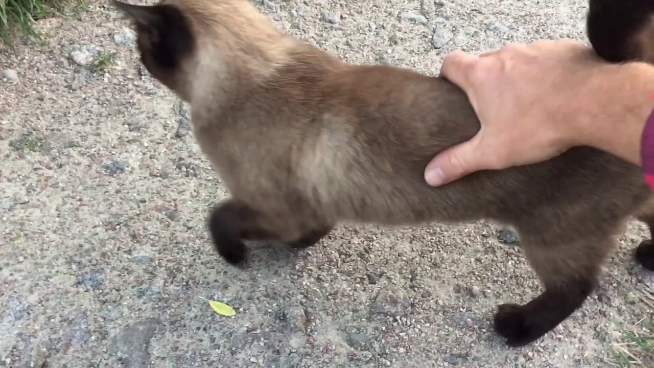 our neighbor's thai cat loves to be petted...