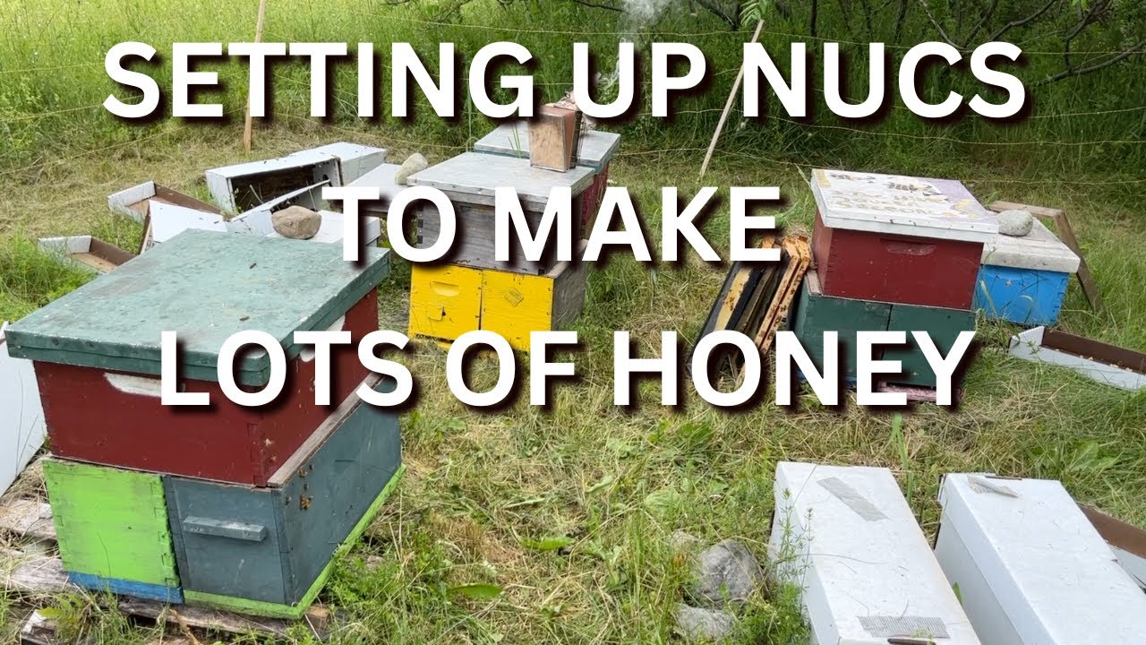 Setting up nucs to make lots of honey