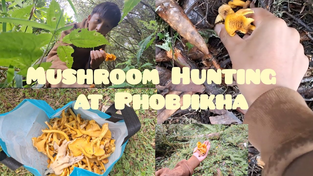Mushroom Hunting| Tshelela| Phobjikha