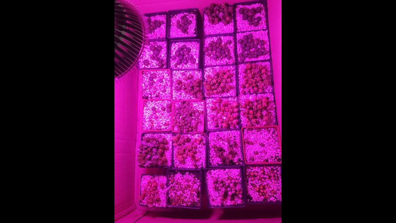 2017最新LED植物燈｜LED植物生長燈｜LED植物栽培燈 - 台灣製造