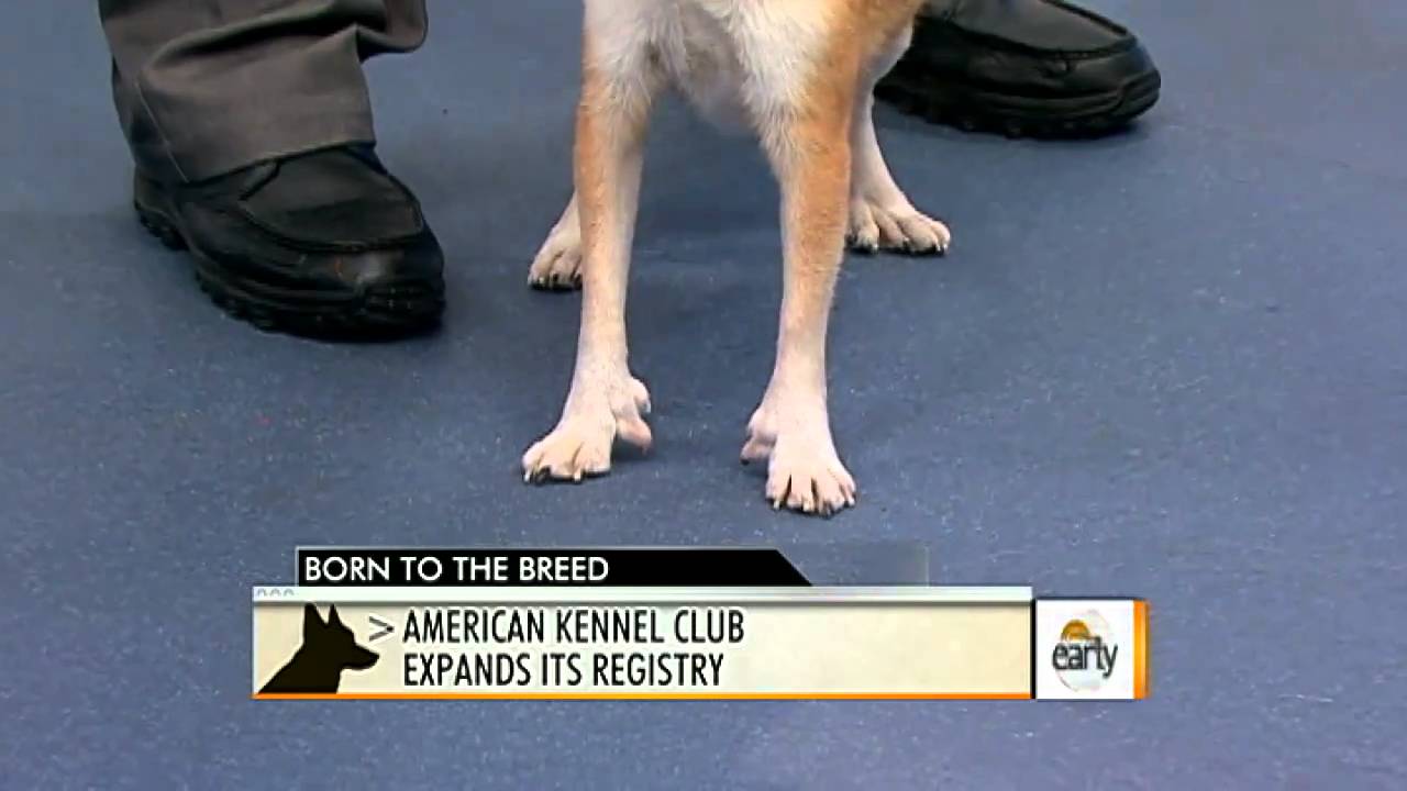 AKC Recognized New Dog Breeds