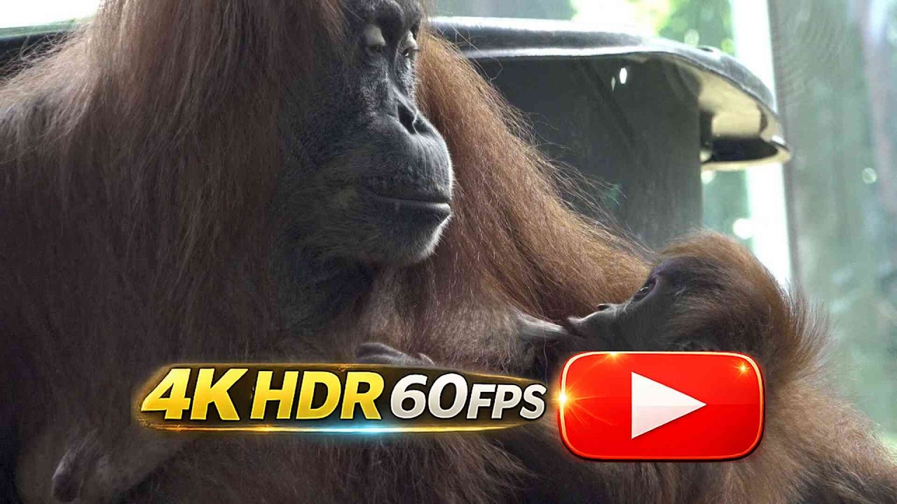 🦧 Toronto Zoo 🐻🌳🦧 Baby Orangutan Has A Name! 2022 (4K HDR)