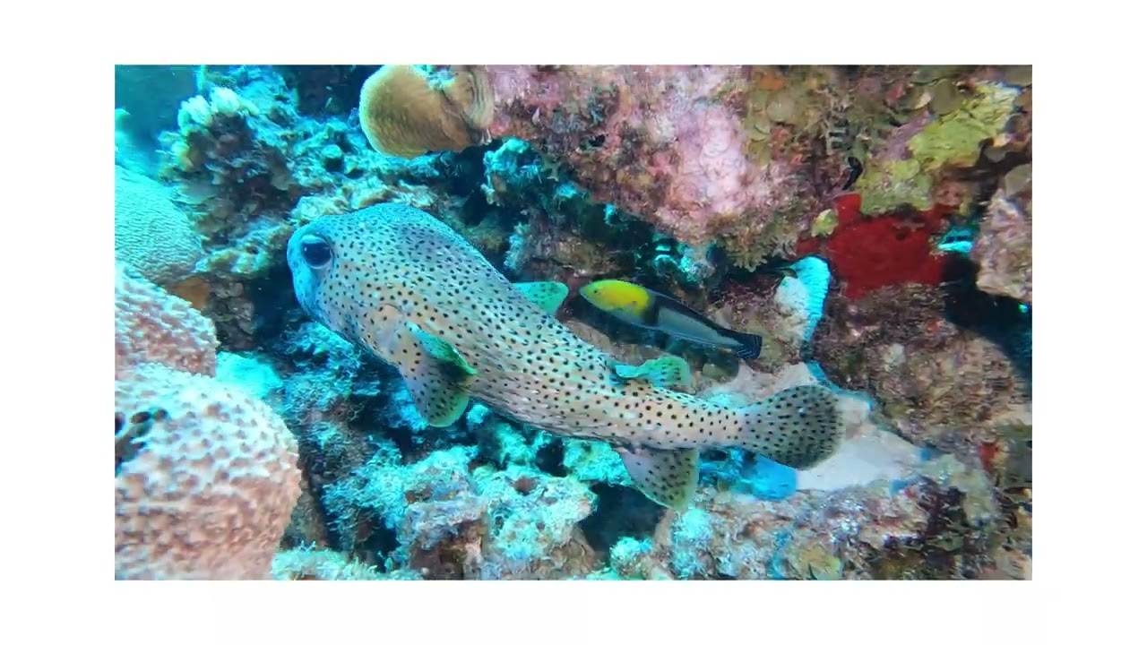 Duiken en snorkelen Curaçao 2023