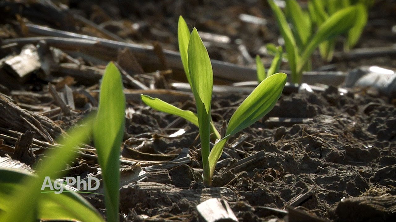 Ключевые этапы роста кукурузы № 995 (дата выхода в эфир 30.04.17)