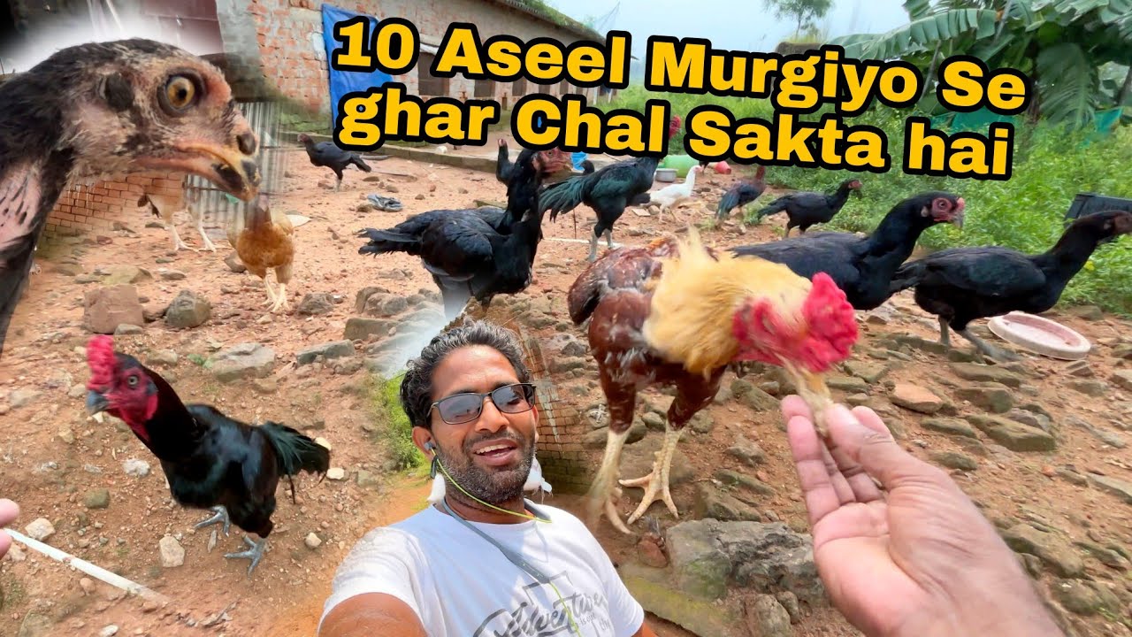 10 Aseel murgiyo se ghar chal sakta hai🤔🤔