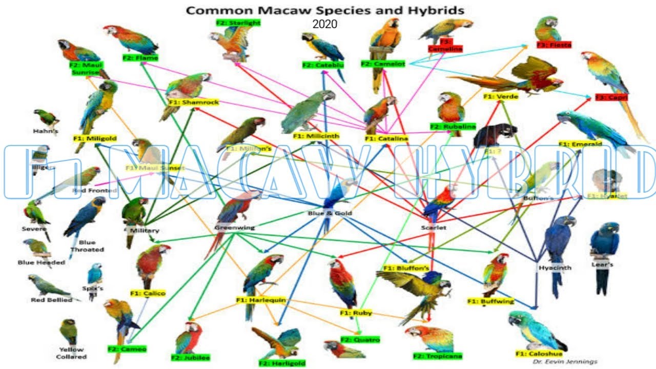 DAFTAR Jenis Jenis MACAW F1 Hybrids MACAW.
