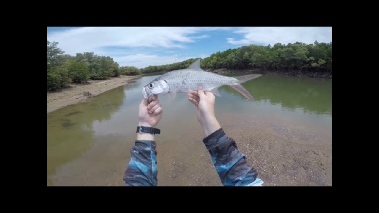 Fishing at Rapid Creek - Tarpon - (Darwin, NT)