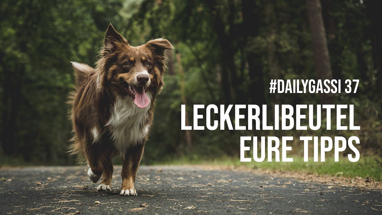 Hunde Leckerlibeutel - Eure Tipps [DailyGassi #37]
