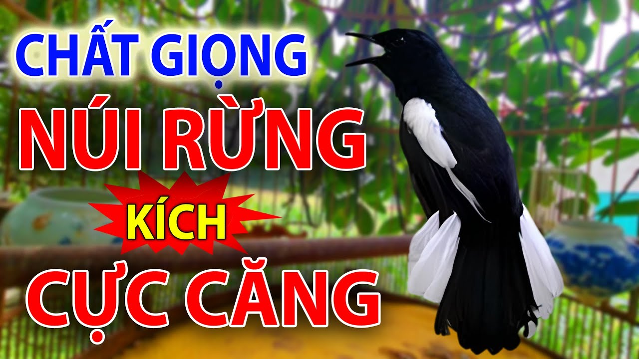 Choè than mồi hót réo kích bổi ức chế đấu lại | Chòe than hót giọng rừng cực phê #choethan