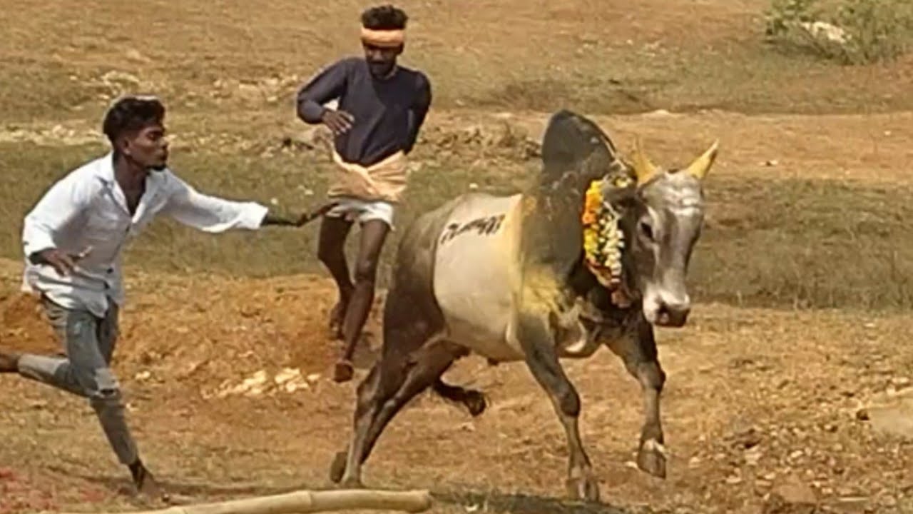 #Siravayal #2026 - #சிராவயல் #மஞ்சுவிரட்டு