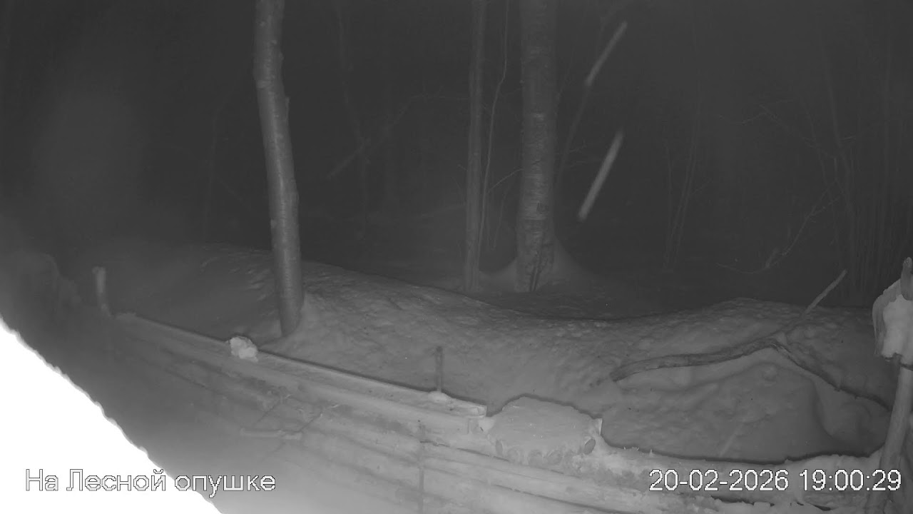 ЗИМА в ЛЕСУ. Погода онлайн #birdsoundsrelaxing #ЗвукиЛеса #Релакс