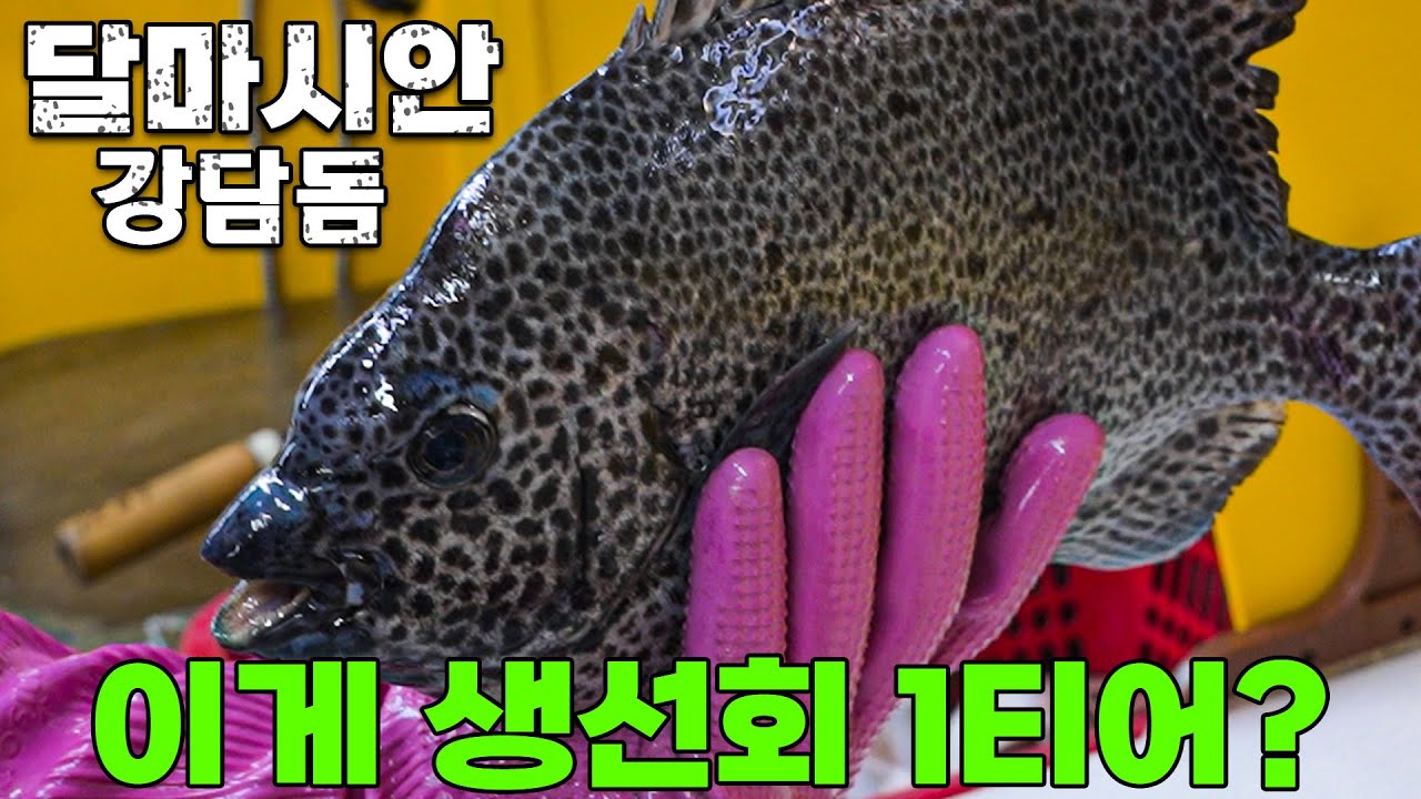 돌돔 사촌 강담돔을 먹어보자!