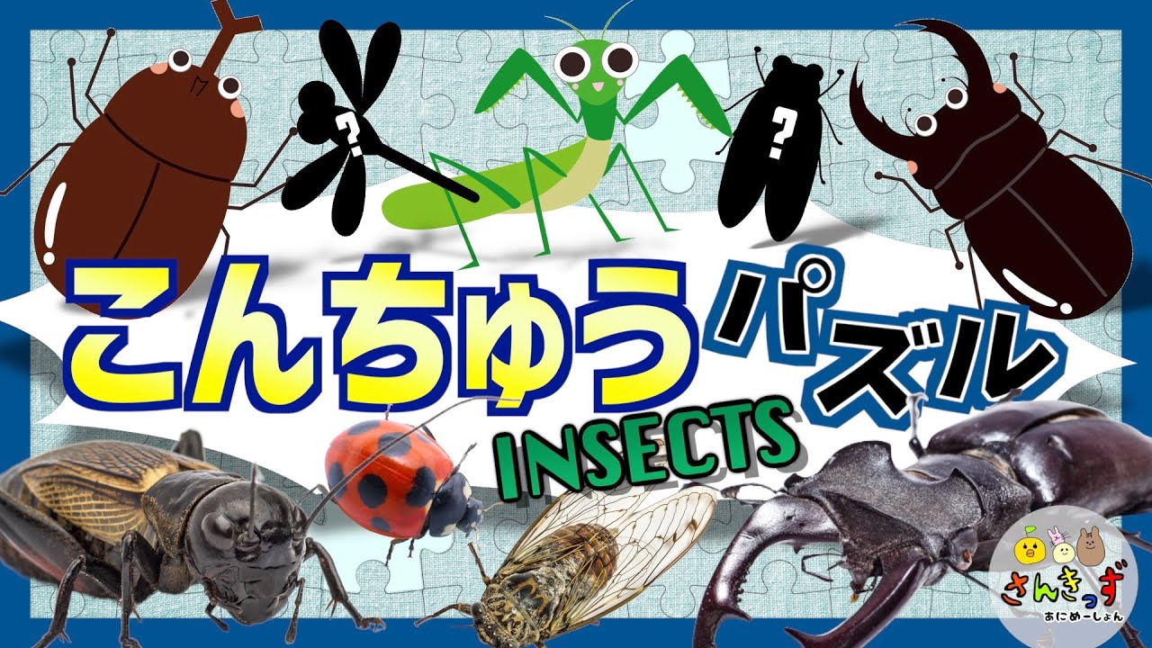 【子供向け 昆虫アニメ】こんちゅうパズルに挑戦しよう★カブトムシ、クワガタムシ、てんとうむしなど人気のいきもの12種が大集合！【  夏休み向け★虫さん 生き物の知育動画】
