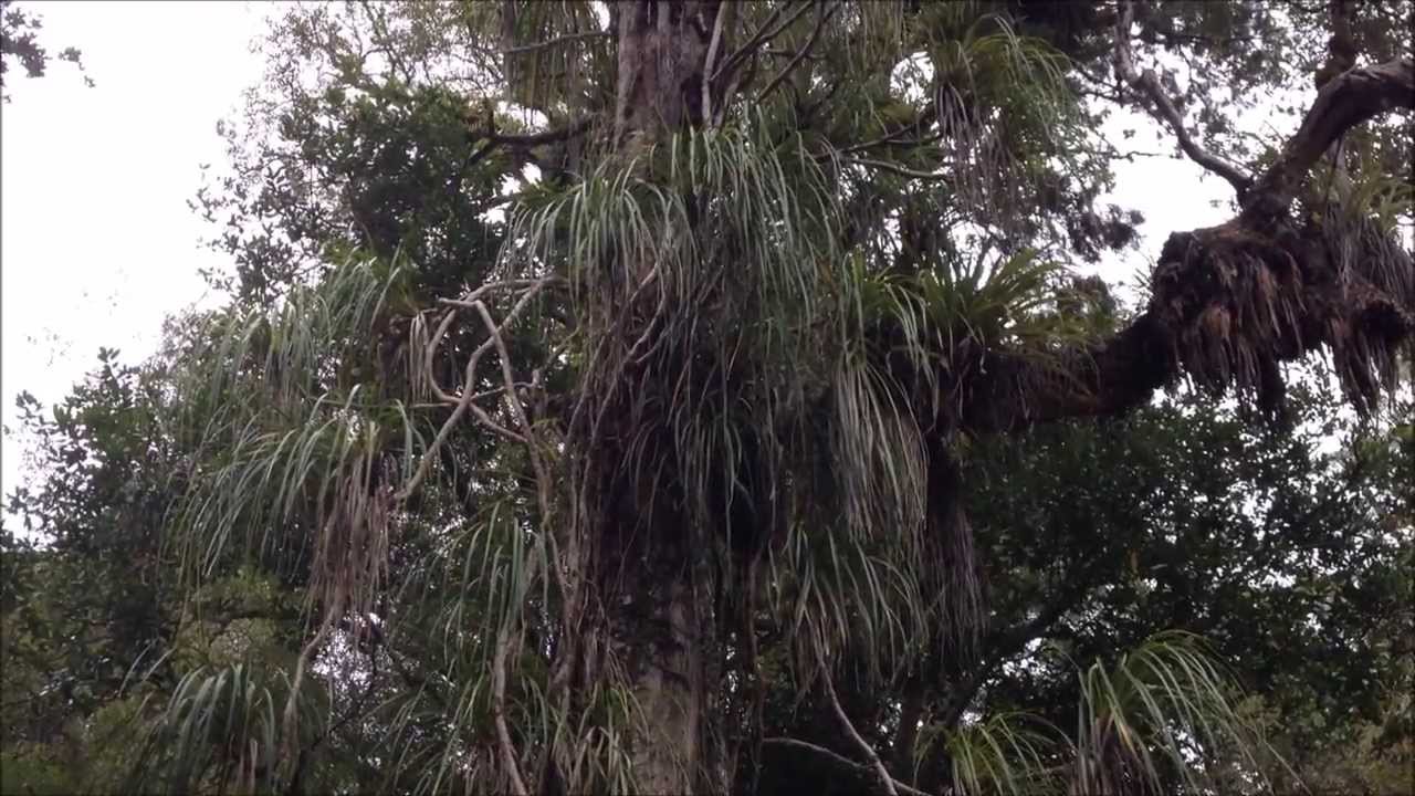 Stratification in the Forest