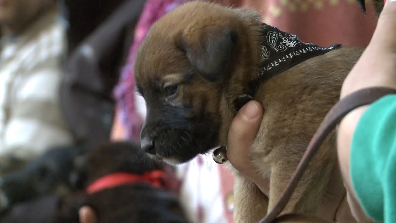 &iquest;C&oacute;mo adoptar una mascota?