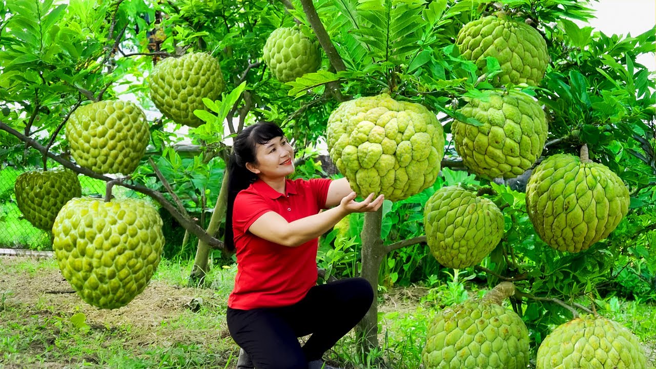 How To Harvest Sugar Apple, Sell It At The Market And Cook Dishes At Home | Tieu Vy Free Bushcraft