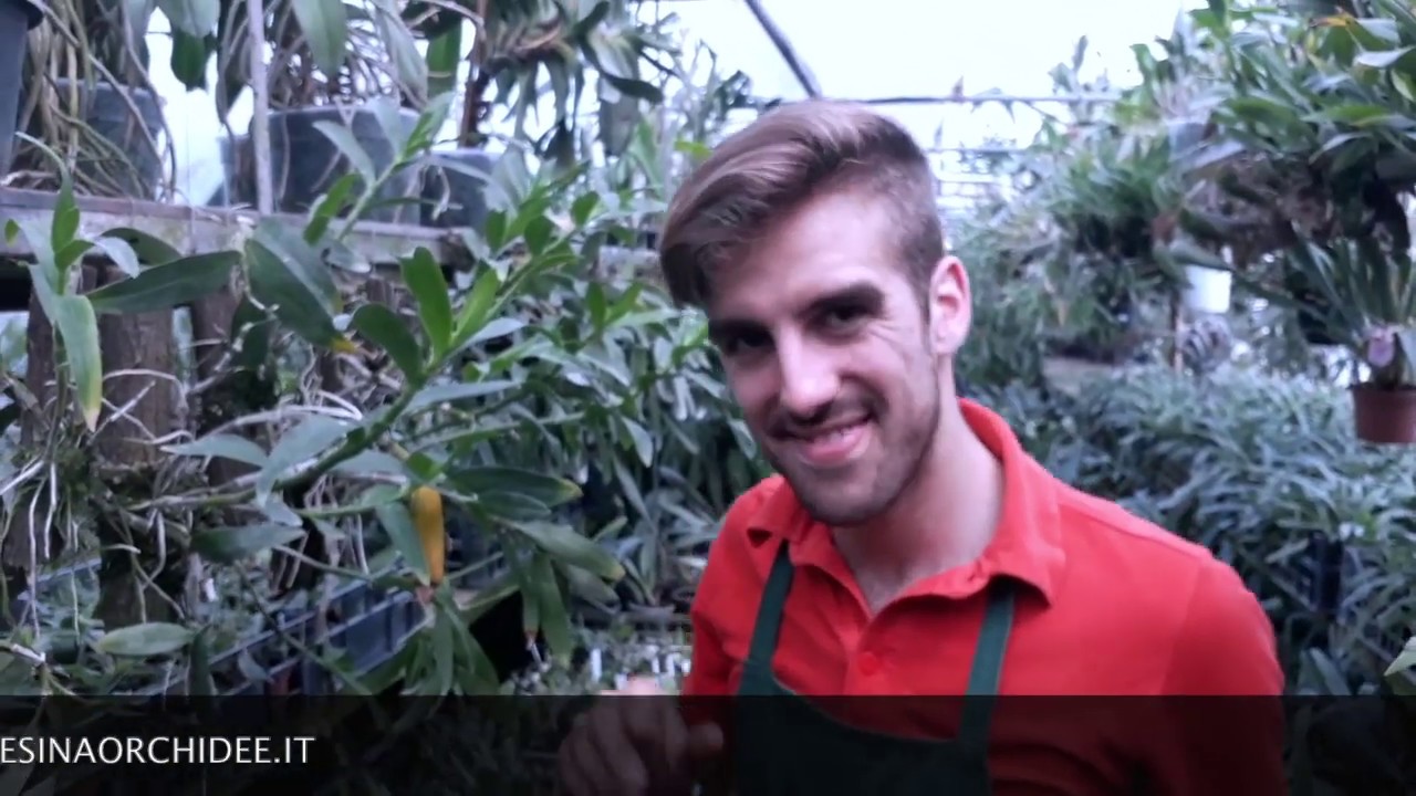 Le piante madri di orchidee