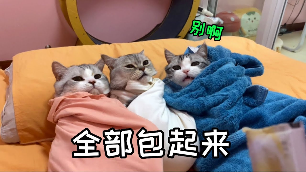 吸人太甚！貓太粘人怎麼辦？包起來！讓它冷靜一下！