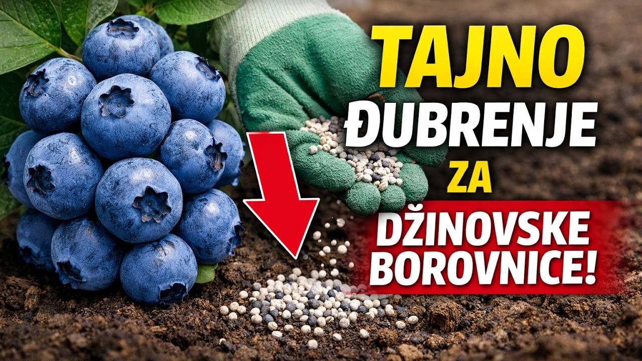 TAJNA DŽINOVSKIH BOROVNICA 🫐: Jedna STVAR koju morate uraditi u PROLEĆE za OGROMAN rod!